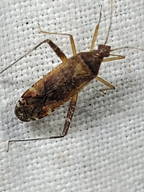 Phytocoris
