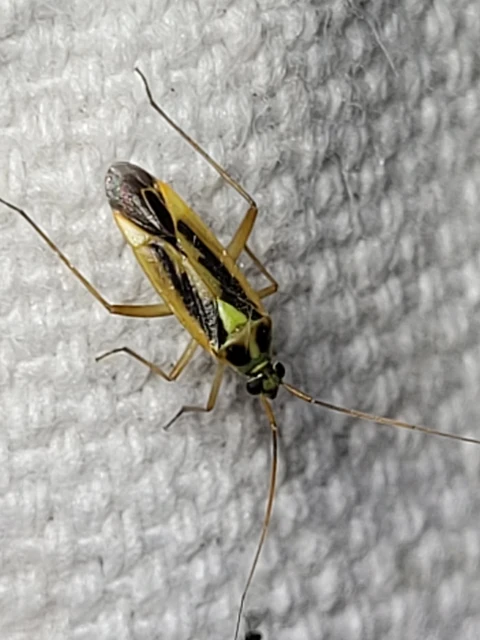 Stenotus binotatus - kétfoltos mezeipoloska