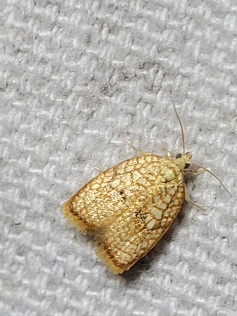Acleris forsskaleana - juharos levélmoly
