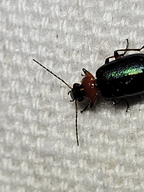 Lebia cyanocephala - pompás cserjefutó