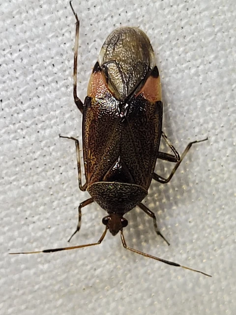 Deraeocoris