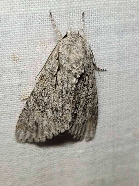 Acronicta aceris - vadgesztenye-szigonyosbagoly