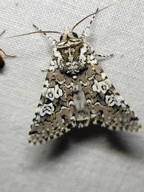 Lamprosticta culta - hármasfoltú bagoly