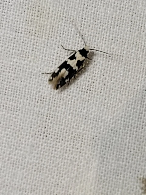 Pseudotelphusa tessella - sóskafamoly