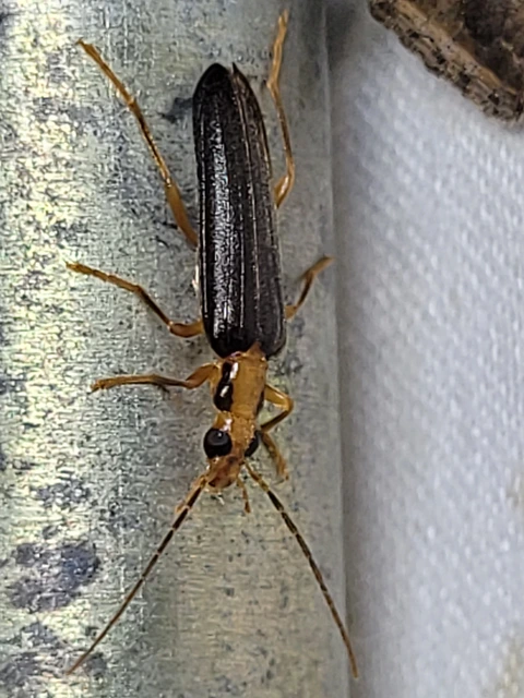 Nacerdes carniolica - karnóliai álcincér