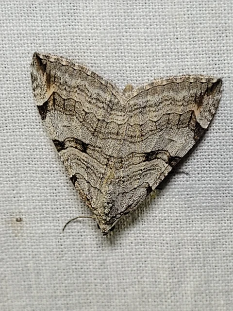 Aplocera efformata/plagiata
