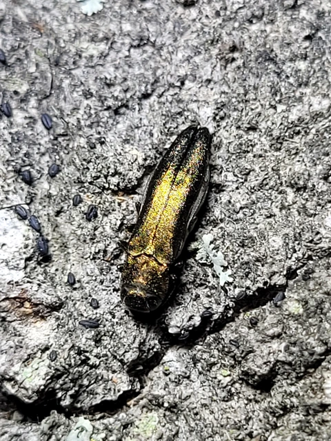 Agrilus viridis - változékony karcsúdíszbogár