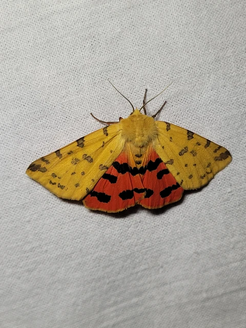 Rhyparia purpurata - bíborszínű medvelepke