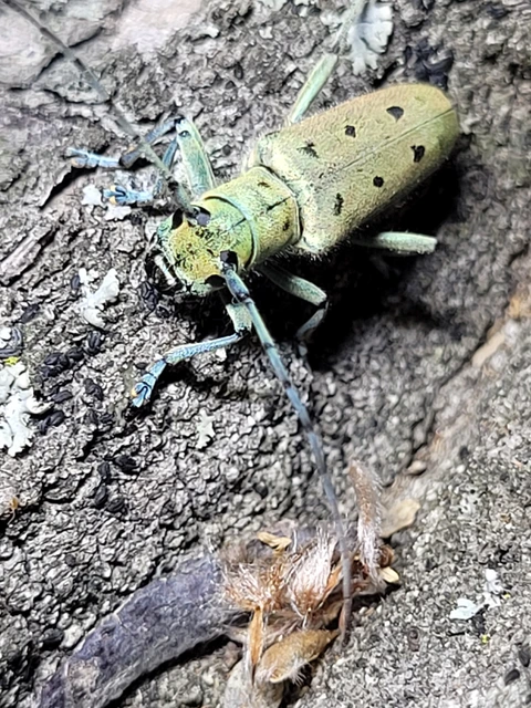 Saperda octopunctata - nyolcpontos cincér