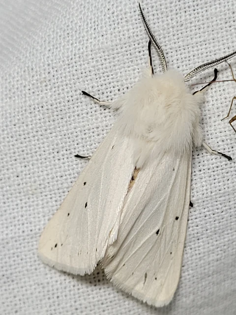 Spilosoma lubricipedum - tejszínű medvelepke