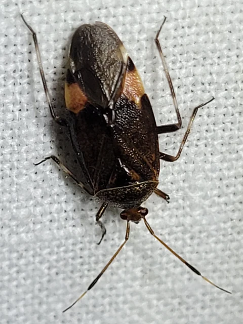 Deraeocoris