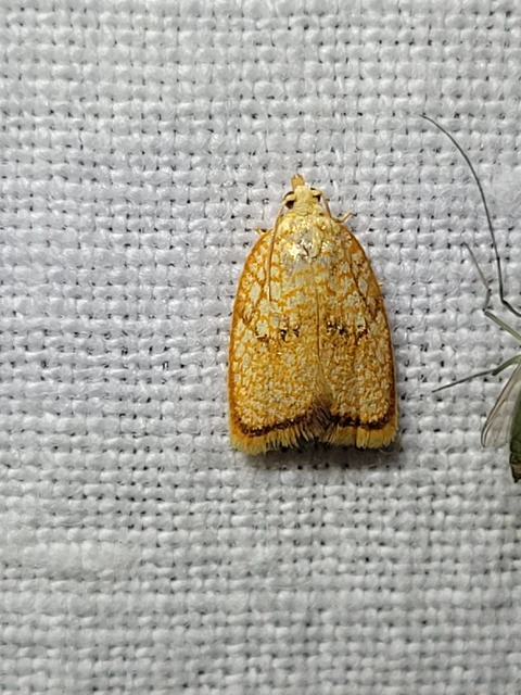 Acleris forsskaleana - juharos levélmoly