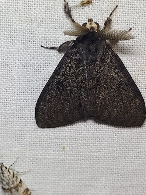 Lymantria monacha - apácalepke