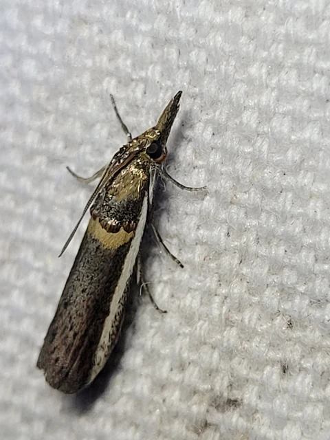 Etiella zinckenella - akácmoly