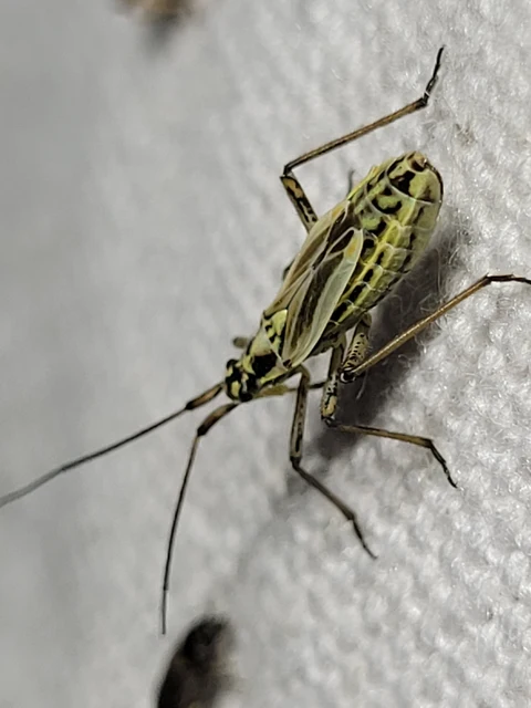 Leptopterna dolabrata - közönséges mezeipoloska