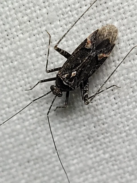 Phytocoris
