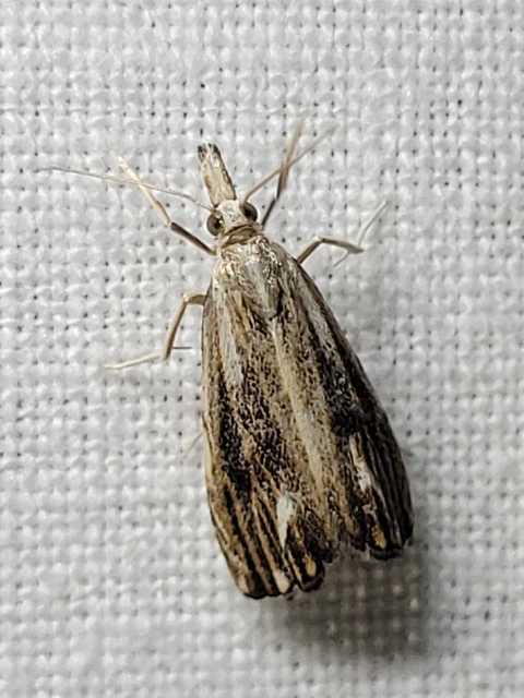 Catoptria verellus - kormos fűgyökérmoly