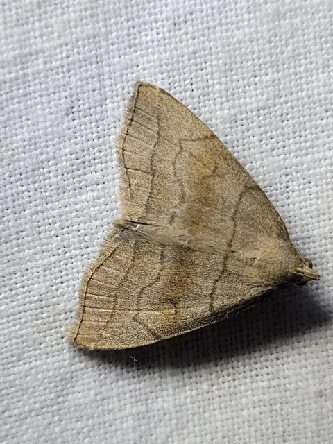 Herminia tarsicrinalis - szőröslábú karcsúbagoly