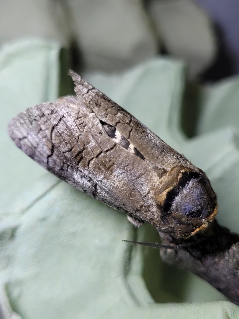 Cossus cossus - fűzfarontólepke