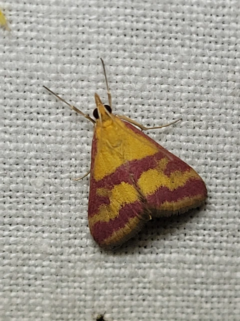 Pyrausta sanguinalis - vérszínű bíbormoly