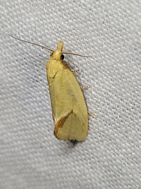 Agapeta hamana - közönséges sárgamoly