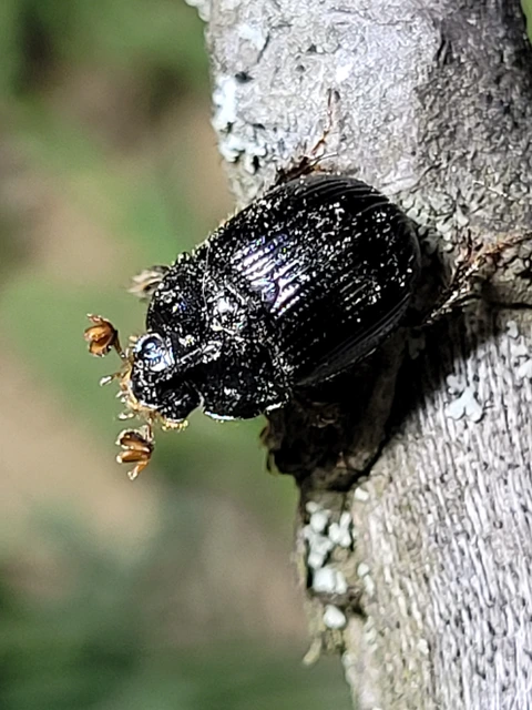 Odonteus armiger - mozgószarvú álganéjtúró