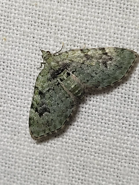Chloroclystis v-ata - zöldes törpearaszoló