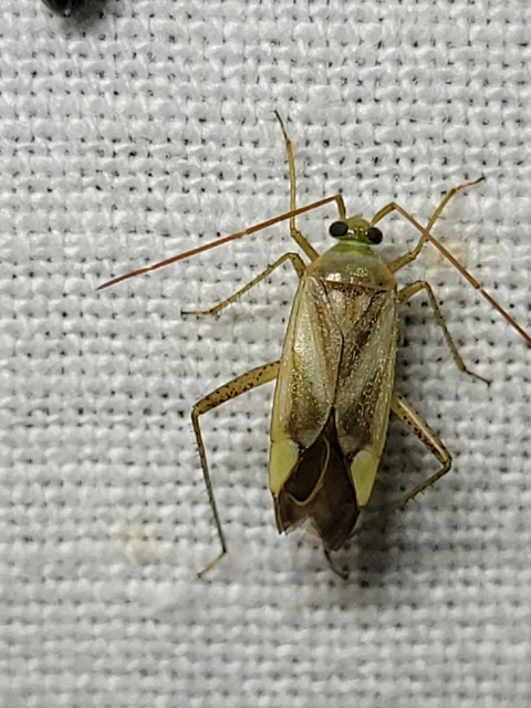 Adelphocoris lineolatus - lucernapoloska