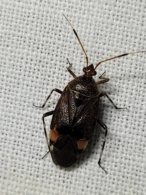 Deraeocoris