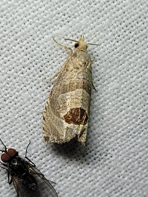 Notocelia uddmanniana - málnasodró tükrösmoly
