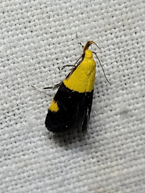 Oecophora bractella - kis díszmoly