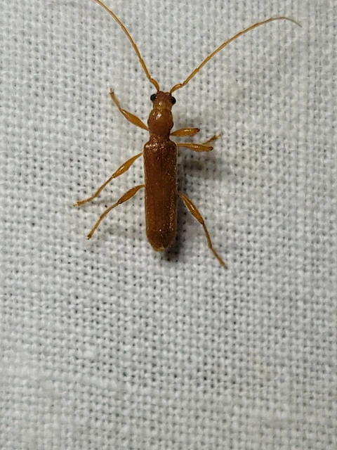 Axinopalpis gracilis - kecses selymescincér
