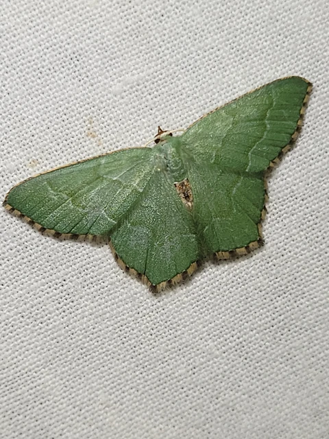 Hemithea aestivaria - nyír-zöldaraszoló