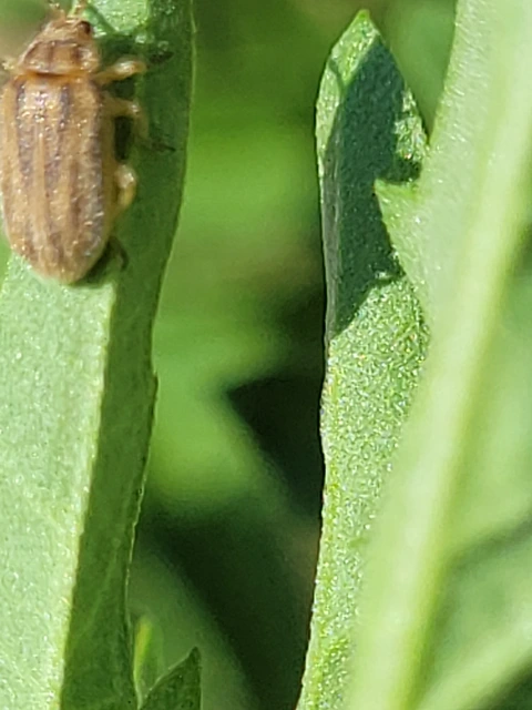 Ophraella communa - parlagfű-olajosbogár