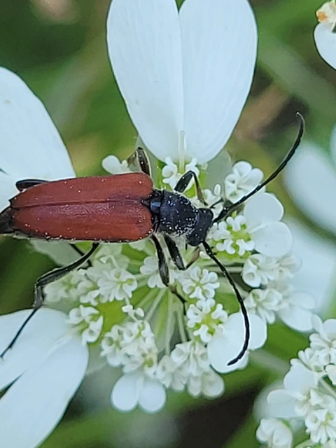 Anastrangalia sanguinolenta - kétszínű virágcincér