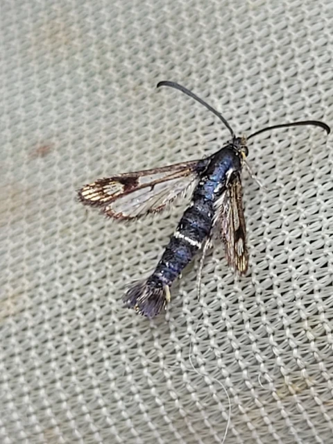 Sesiidae - szitkárfélék