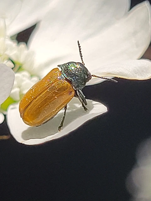 Labidostomis Labidostomis