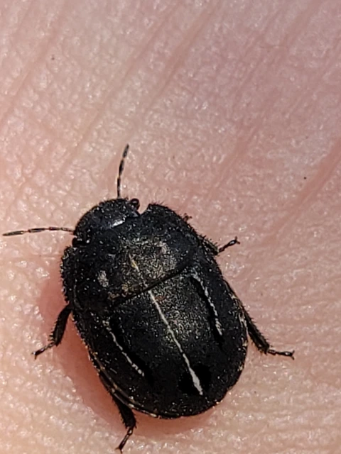 Odontoscelis Odontoscelis