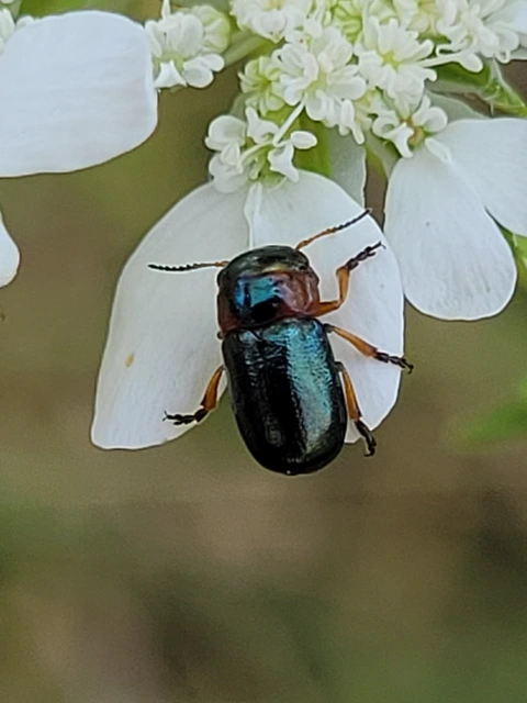 Cheilotoma musciformis - szélesfejű sztyepplevelész