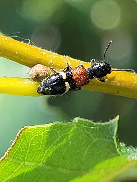 Tilloidea unifasciata - szőlő-szúfarkas
