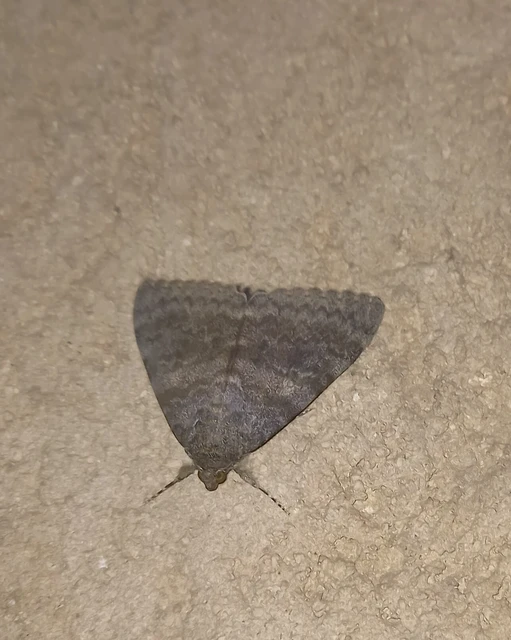Catocala elocata - közönséges övesbagoly