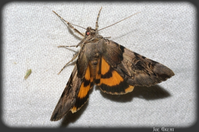Catocala fulminea - galagonya-övesbagoly