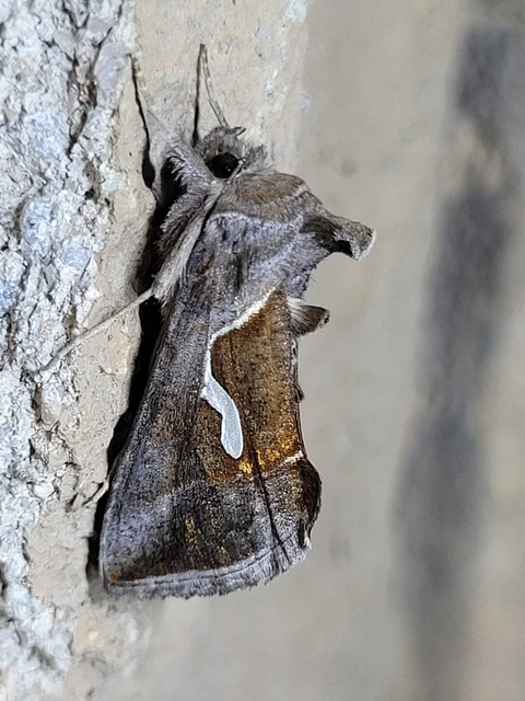 Macdunnoughia confusa - cseppfoltos ezüstbagoly