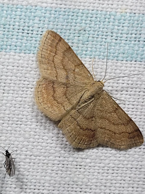 Scopula rubiginata - réti pirosaraszoló