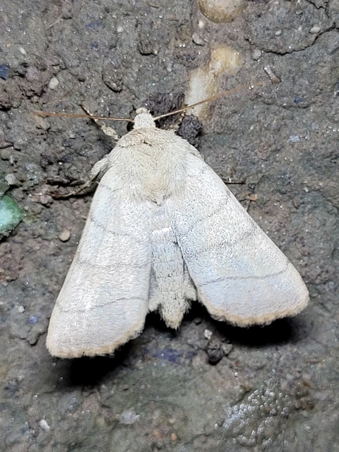 Charanyca trigrammica - háromsávos lombbagoly