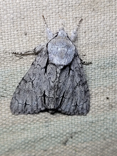 Acronicta cuspis/tridens/psi