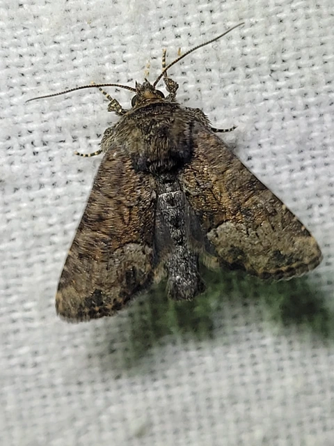 Oligia strigilis/latruncula/versicolor