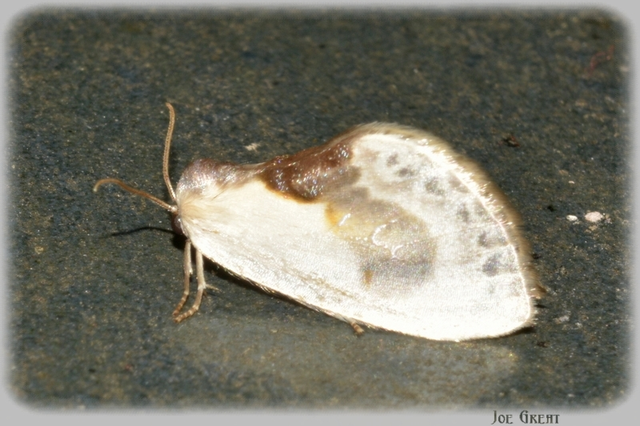 Cilix glaucata - törpe sarlósszövő