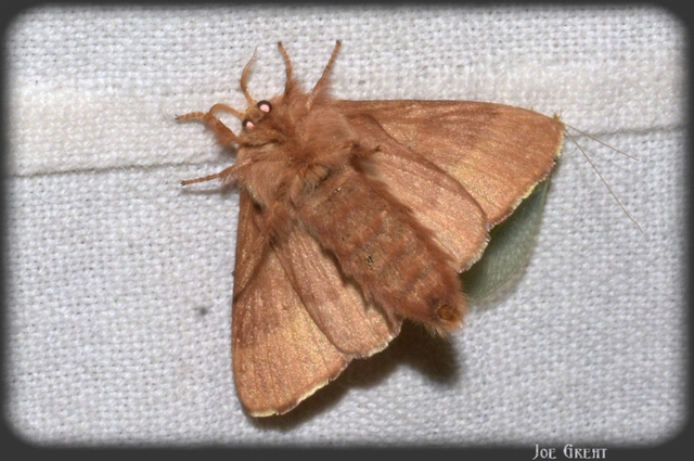 Malacosoma neustria - gyűrűsszövő
