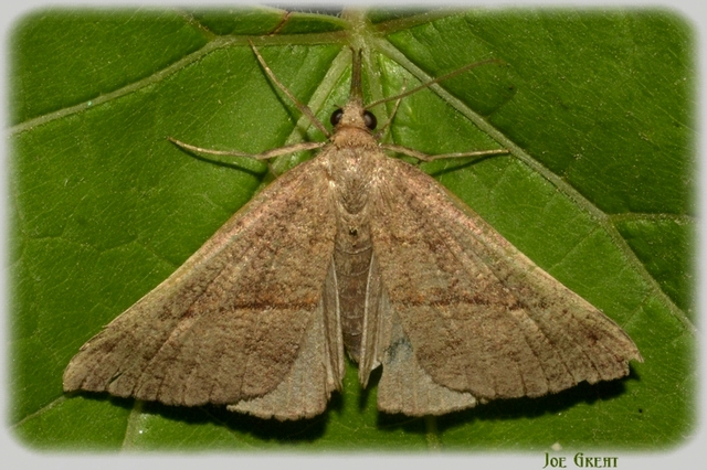 Hypena proboscidalis - ormányos karcsúbagoly